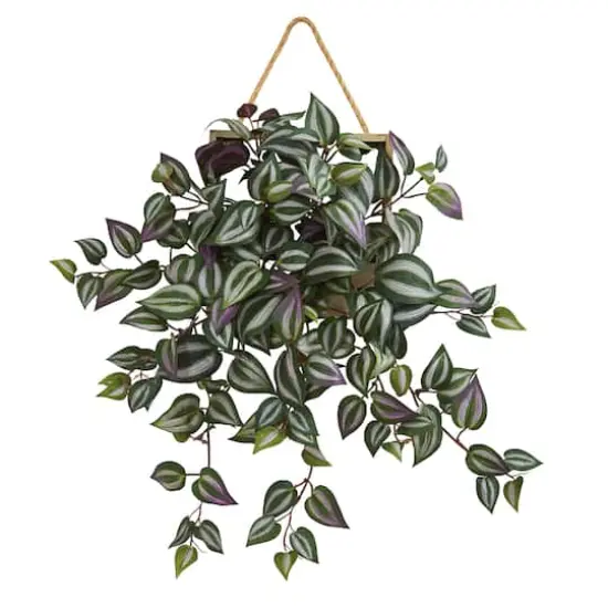 20" Wandering Jew Arrangement in Decorative Hanging Frame {1}
