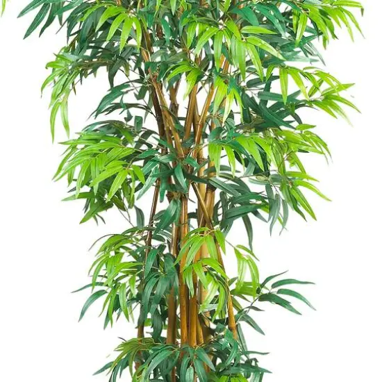 6ft. Potted Curved Bamboo Tree {6}