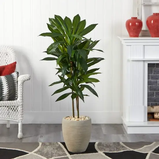 4ft. Dracaena Plant in Sand Colored Planter {7}
