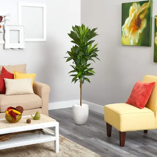 5ft. Potted Dracaena Plant in White Planter {4}