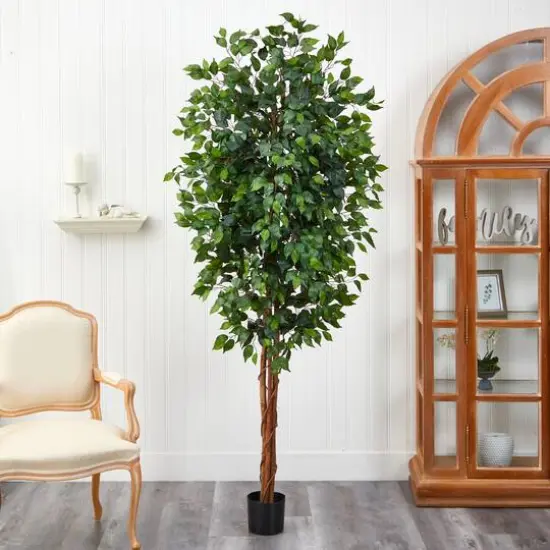 7ft. Potted Ficus Tree {7}