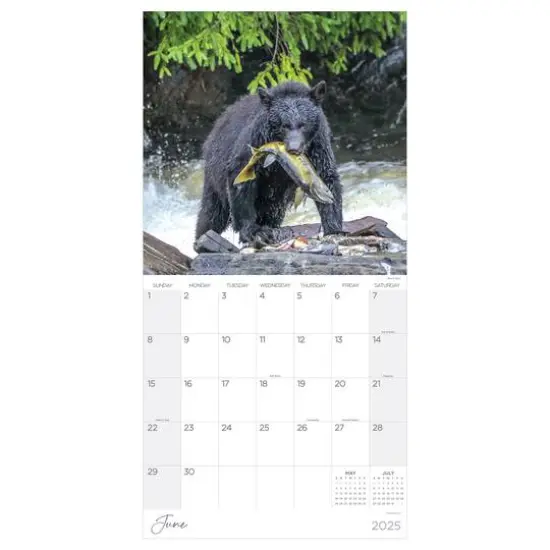 TF Publishing 2025 Wild Wall Calendar {6}