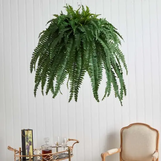 3ft. Boston Fern Plant in Metal Hanging Bowl {4}
