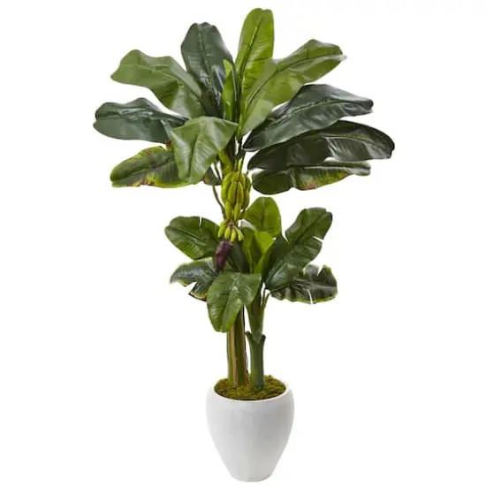 5ft. Double Stalk Banana Tree in White Planter {1}