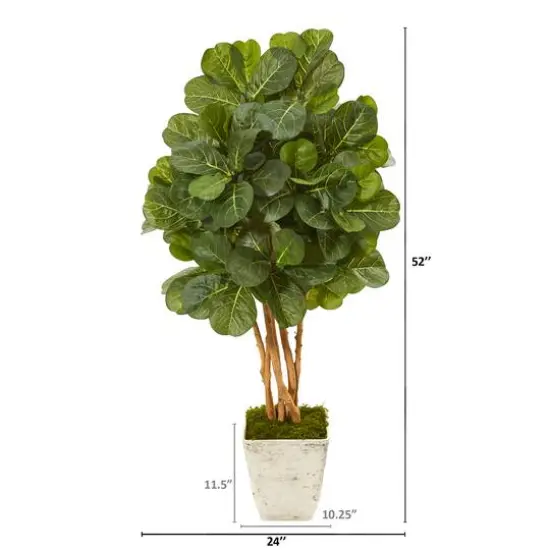 4.3ft. Fiddle Leaf Fig Tree in Country White Planter {3}