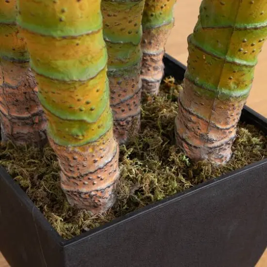 9.5ft. Potted Giant 5 Stalk Areca Palm Tree {7}