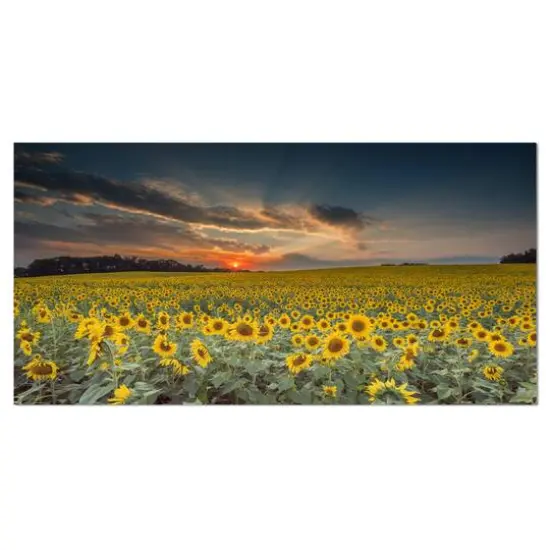 Designart - Sunflower Sunset with Cloudy Sky - Large Landscape Canvas Art {1}