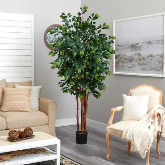 7ft. Potted Sakaki Silk Tree {4}