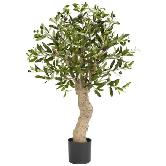 2.5ft. Potted Olive Tree {1}