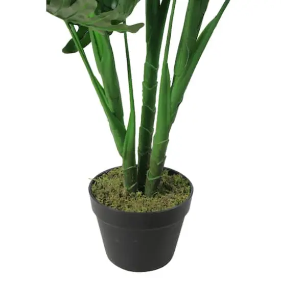 4.1ft. Potted Philodendron Hope Plant {3}