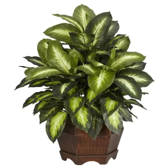 24" Golden Dieffenbachia Plant in Decorative Pot {1}