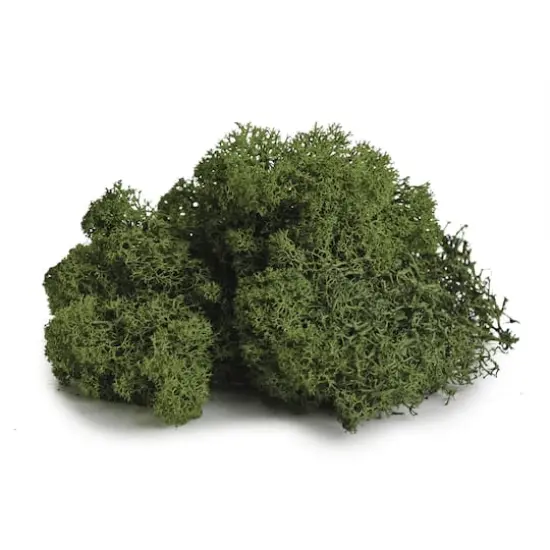 SuperMoss&reg; Preserved Reindeer Moss, Forest {6}