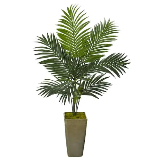 4.2ft. Kentia Palm Tree in Green Planter {1}