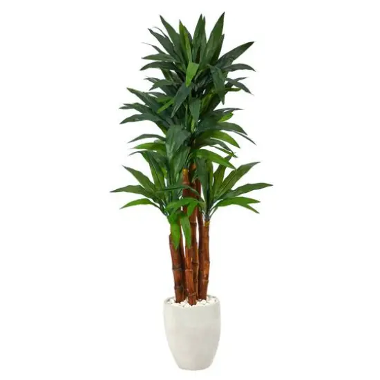 5ft. Dracaena Tree in White Planter {1}