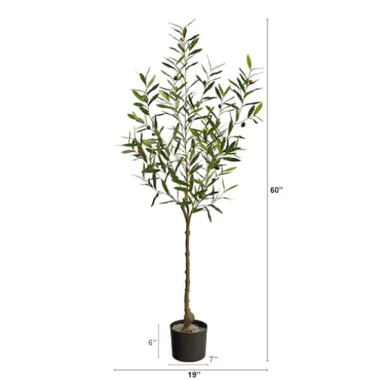5ft. Potted Olive Tree {4}