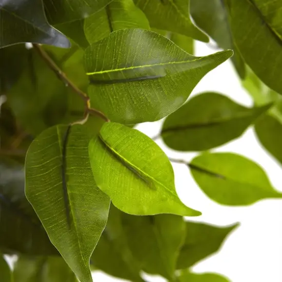 5.5ft. Potted UV Resistant Ficus Tree {3}