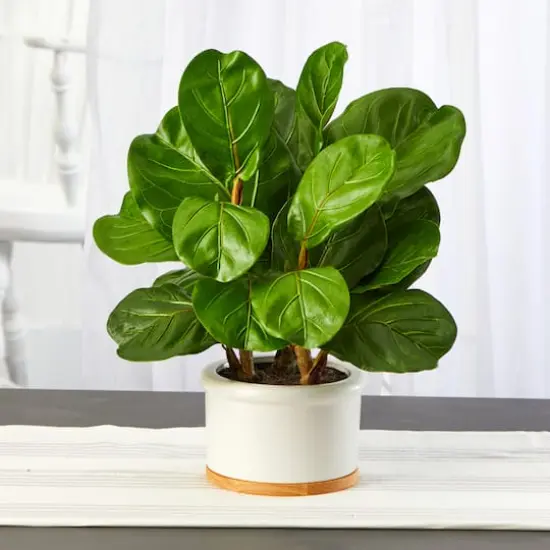 15" Fiddle Leaf Tree in White Planter {4}