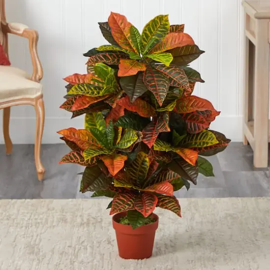 3ft. Potted Croton Plant {3}