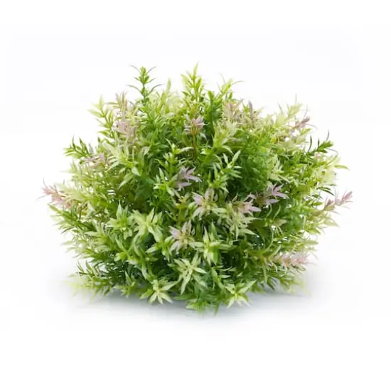 Variegated Mini Leaf Half Orbs, 6ct. {3}