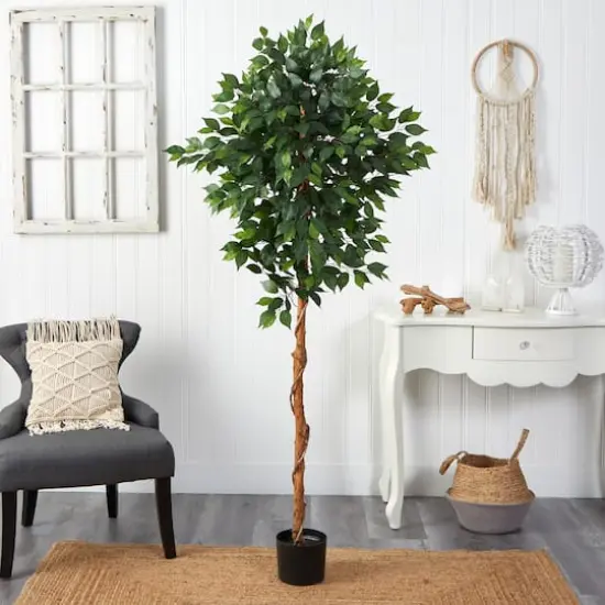 6ft. Potted Ficus Tree {4}