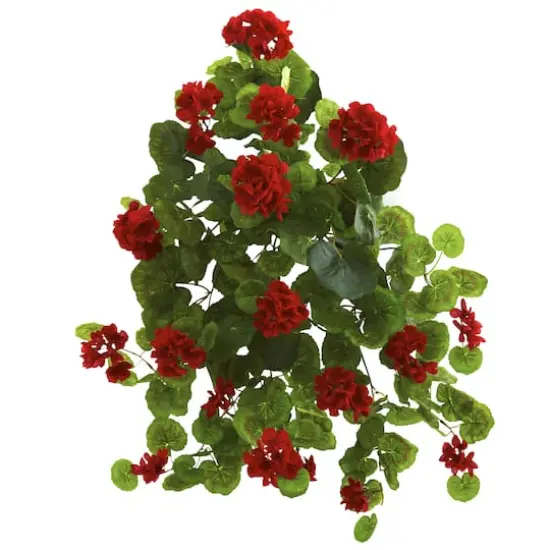 Red Geranium Bush, 2ct. {1}