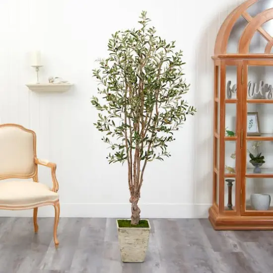 6.5ft. Olive Tree in Country White Planter {4}