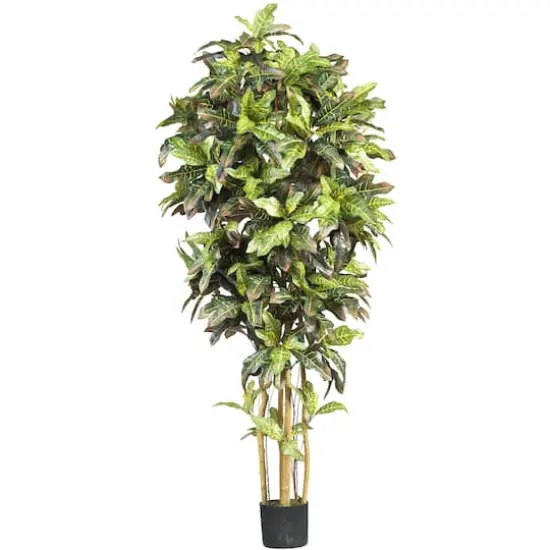 6ft. Potted Croton Tree {1}