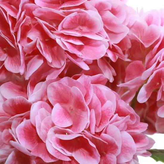 23" Pink Hydrangea Bush by Ashland&reg; {3}