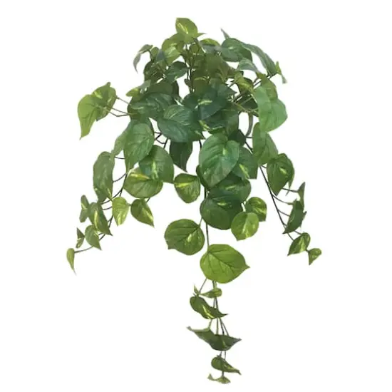 Hanging Philo Bush by Ashland&reg; {1}