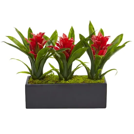 11'' Red Bromeliad Plants in Rectangular Planter {1}