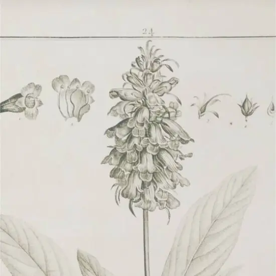 Brown & Cream Vintage Botanical Framed Wall Art Set {3}