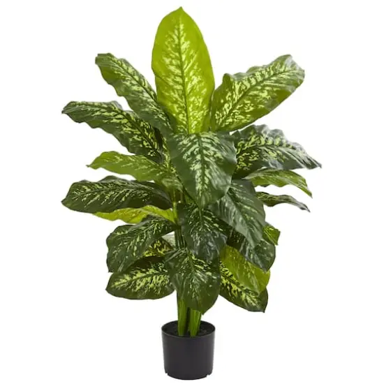 3.5ft. Potted Dieffenbachia Plant {1}
