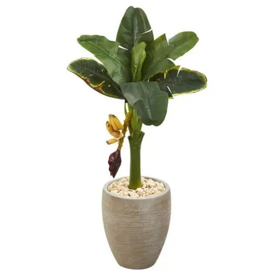 3ft. Banana Tree in Sand Colored Planter {1}