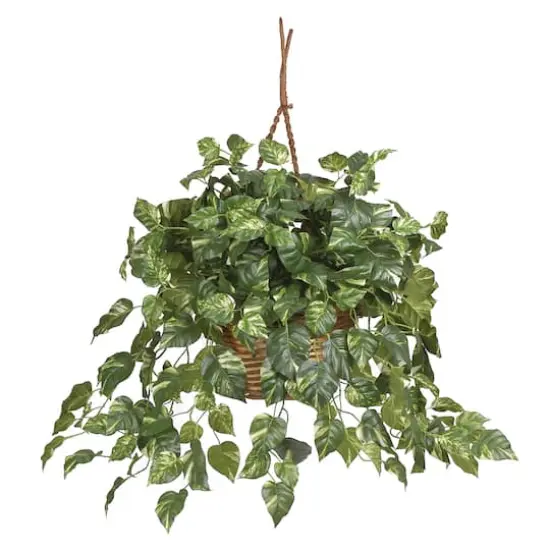 2ft. Pothos In Hanging Basket {1}