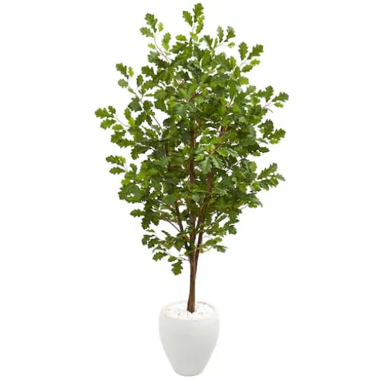 5.5ft. Oak Tree in Decorative White Planter {1}