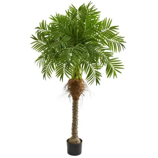 5.5ft. Potted Robellini Palm Tree {1}