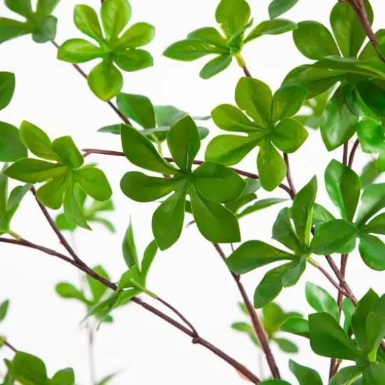 5ft. Enkianthus Tree in White Decorative Planter {7}