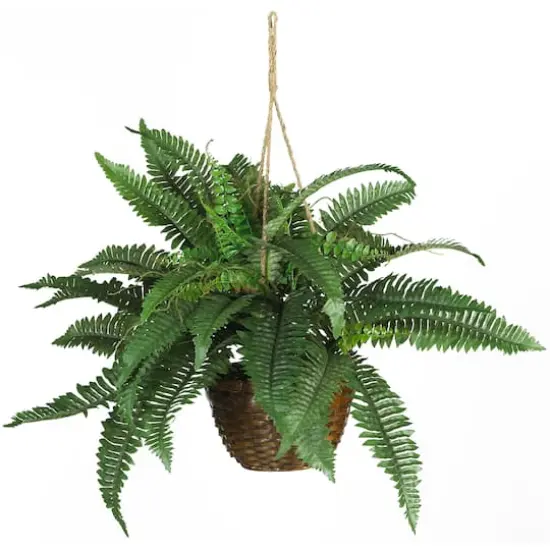 18" Boston Fern Hanging Basket {1}