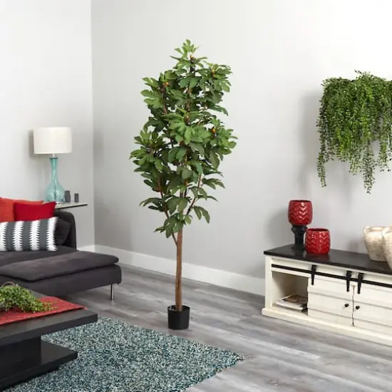 6.5ft. Potted Fig Tree {4}