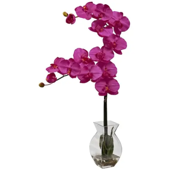 24" Moth Orchid Arrangement with Vase Beauty {1}