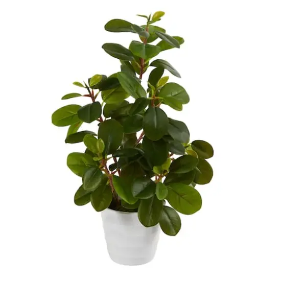 16" Peperomia Plant in Decorative Planter {1}
