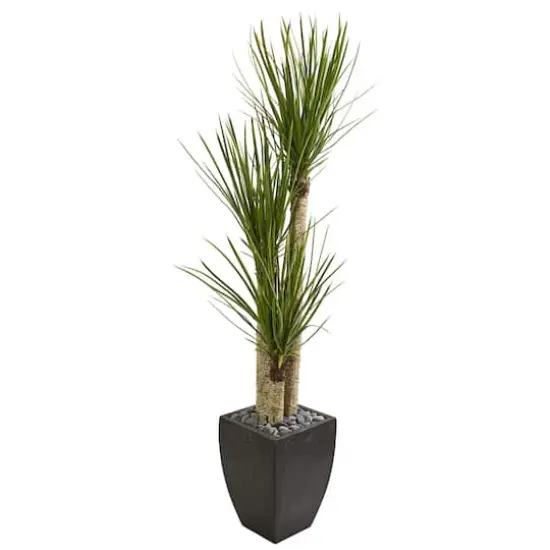 5.5ft. Yucca Tree in Black Planter {1}