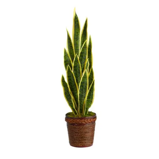 2.5ft. Snake Plant in Decorative Basket Planter {1}