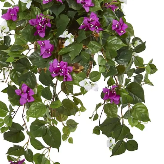 2.5ft. Mixed Bougainvillea in Hanging Basket {4}