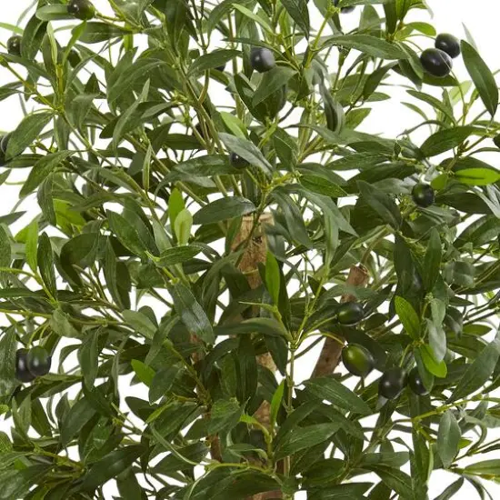 3ft. Olive Tree in Terracotta Planter {3}