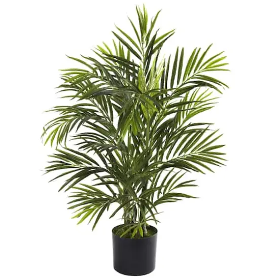 2.5ft. Potted Areca Palm {1}