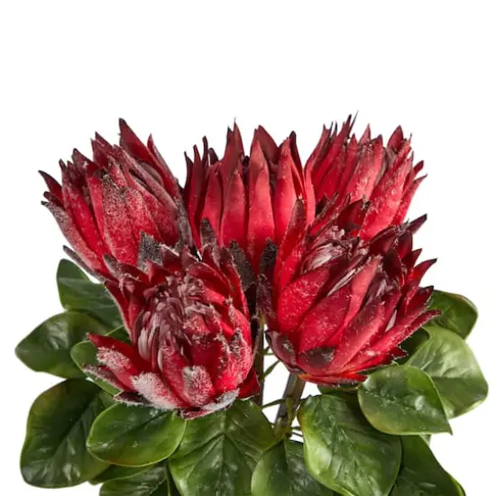 23" Red King Protea Arrangement in Glass Vase {5}