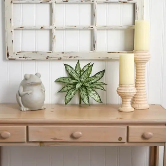 Silver Queen Plant, 6ct. {4}