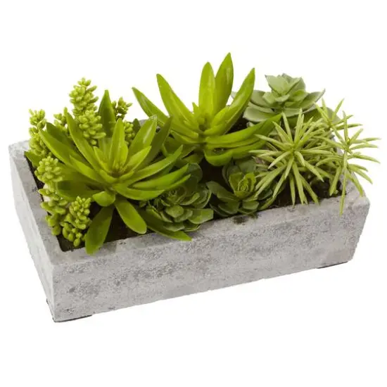 13" Succulent Garden with Concrete Planter  {1}