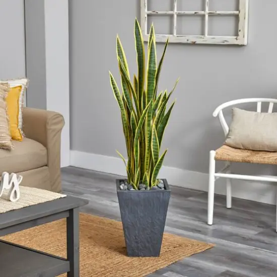 4.5ft. Snake Plant in Slate Planter {3}